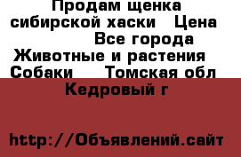 Продам щенка сибирской хаски › Цена ­ 8 000 - Все города Животные и растения » Собаки   . Томская обл.,Кедровый г.